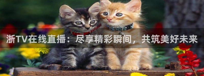 看球吧直播nba：浙TV在线直播：尽享精彩瞬间，共筑美好未来