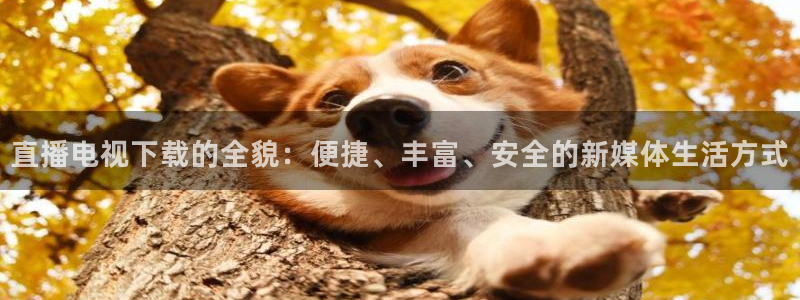 看球吧足球直播：直播电视下载的全貌：便捷、丰富、安全的新媒体生活方式