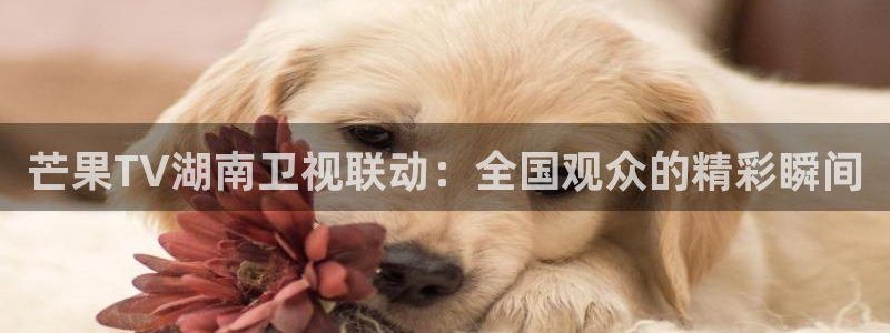 爱看球吧jrs直播：芒果TV湖南卫视联动：全国观众的精彩瞬间